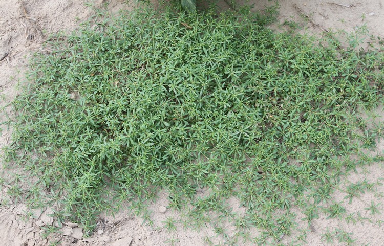 carpetweed