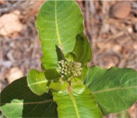 photo of milkweed
