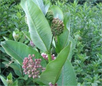 photo of milkweed
