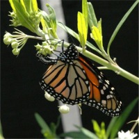 photo of monarch