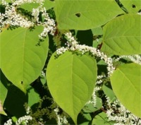 knotweed